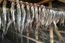 Рыболовная база отдыха «Верхнелебяжье FISH RESORT» в Астрахани на Волге